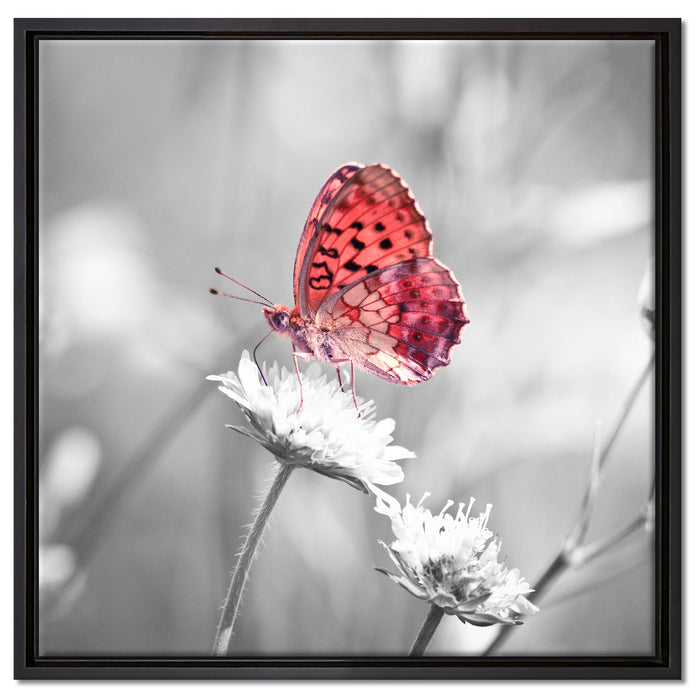 Schmetterling auf Blüte auf Leinwandbild Quadratisch gerahmt Größe 60x60