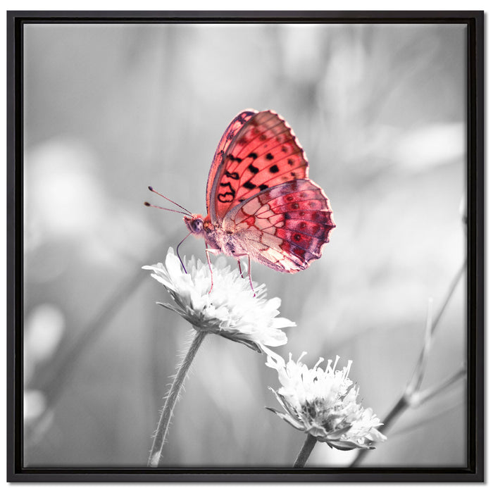 Schmetterling auf Blüte auf Leinwandbild Quadratisch gerahmt Größe 70x70