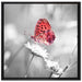 Schmetterling auf Blüte auf Leinwandbild Quadratisch gerahmt Größe 70x70