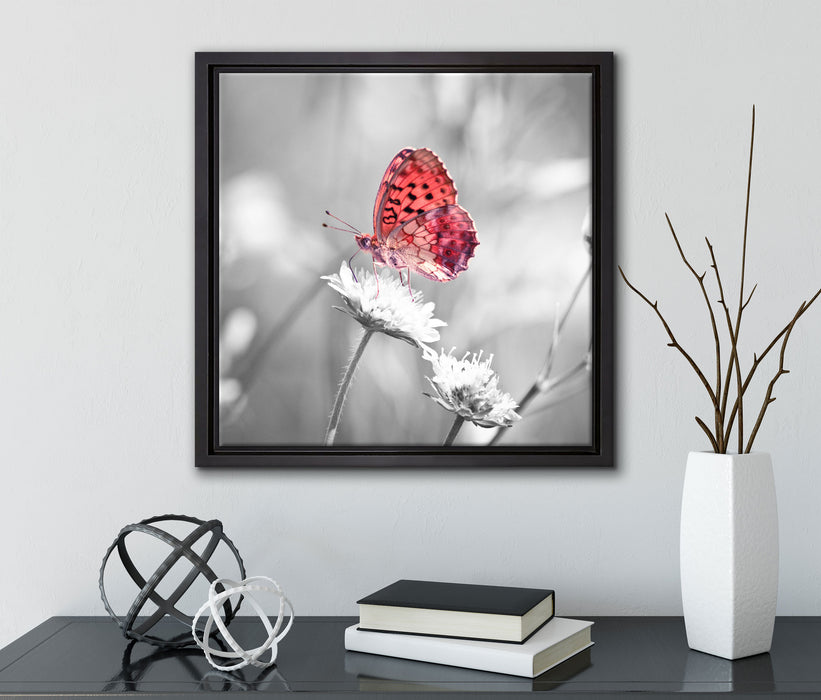 Schmetterling auf Blüte  auf Leinwandbild Quadratisch gerahmt mit Kirschblüten