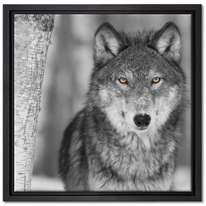 wunderschöner wachsamer Wolf auf Leinwandbild Quadratisch gerahmt Größe 40x40