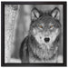 wunderschöner wachsamer Wolf auf Leinwandbild Quadratisch gerahmt Größe 40x40