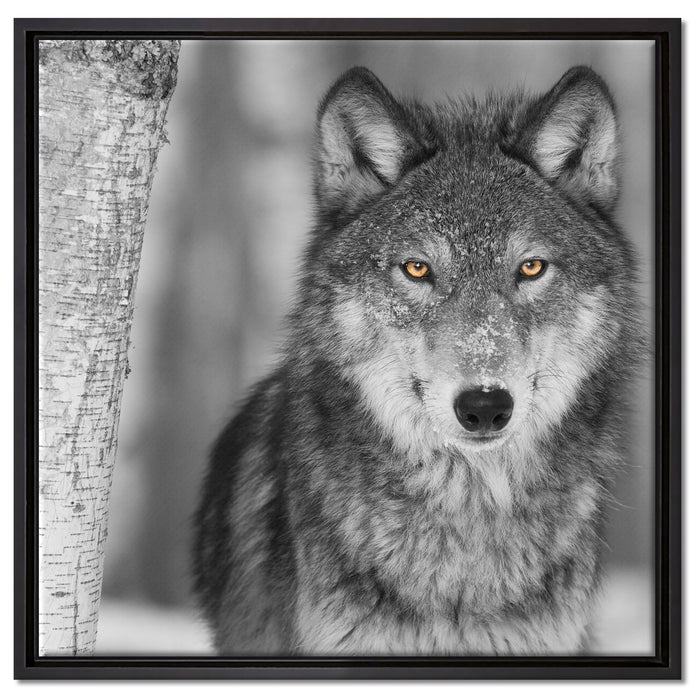 wunderschöner wachsamer Wolf auf Leinwandbild Quadratisch gerahmt Größe 60x60