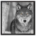 wunderschöner wachsamer Wolf auf Leinwandbild Quadratisch gerahmt Größe 60x60