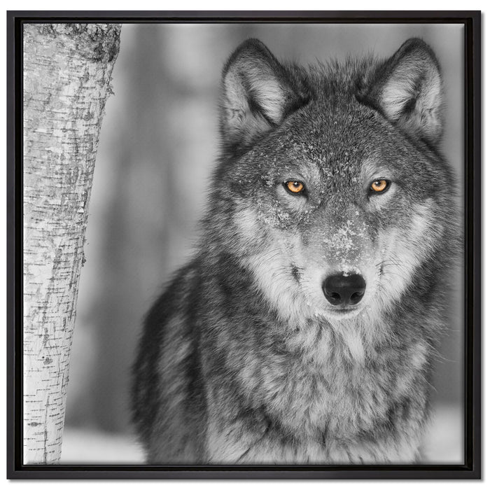 wunderschöner wachsamer Wolf auf Leinwandbild Quadratisch gerahmt Größe 70x70