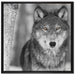wunderschöner wachsamer Wolf auf Leinwandbild Quadratisch gerahmt Größe 70x70