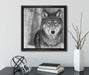 wunderschöner wachsamer Wolf  auf Leinwandbild Quadratisch gerahmt mit Kirschblüten