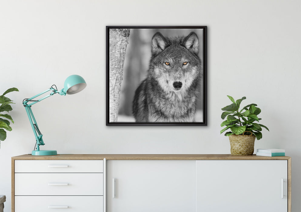 wunderschöner wachsamer Wolf auf Leinwandbild gerahmt Quadratisch verschiedene Größen im Wohnzimmer