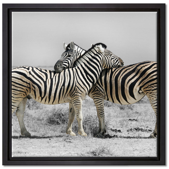 Zebras in der Savanne auf Leinwandbild Quadratisch gerahmt Größe 40x40
