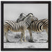 Zebras in der Savanne auf Leinwandbild Quadratisch gerahmt Größe 40x40