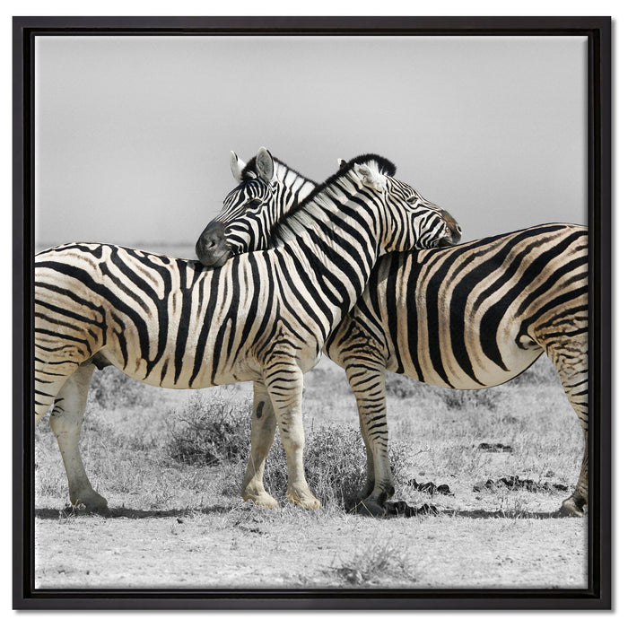 Zebras in der Savanne auf Leinwandbild Quadratisch gerahmt Größe 60x60