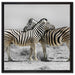 Zebras in der Savanne auf Leinwandbild Quadratisch gerahmt Größe 60x60