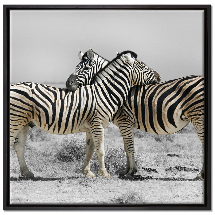 Zebras in der Savanne auf Leinwandbild Quadratisch gerahmt Größe 70x70