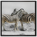 Zebras in der Savanne auf Leinwandbild Quadratisch gerahmt Größe 70x70