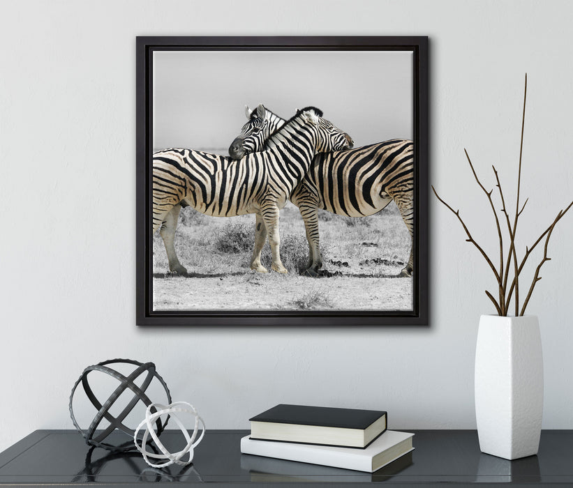 Zebras in der Savanne  auf Leinwandbild Quadratisch gerahmt mit Kirschblüten