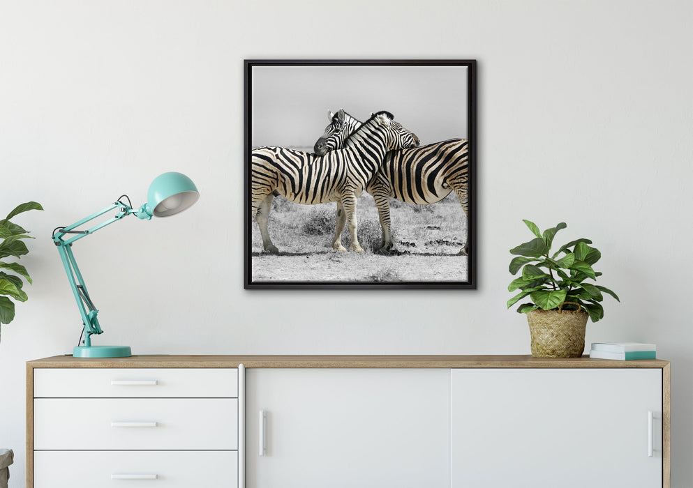 Zebras in der Savanne auf Leinwandbild gerahmt Quadratisch verschiedene Größen im Wohnzimmer