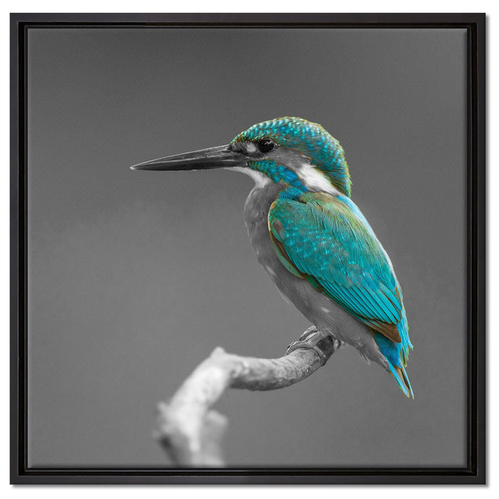 wunderschöner Eisvogel auf Ast auf Leinwandbild Quadratisch gerahmt Größe 60x60
