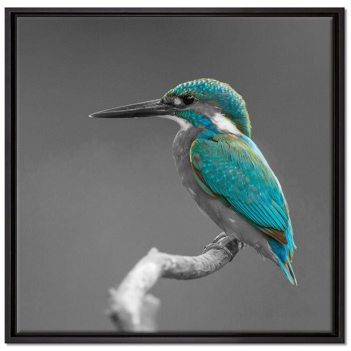 wunderschöner Eisvogel auf Ast auf Leinwandbild Quadratisch gerahmt Größe 70x70