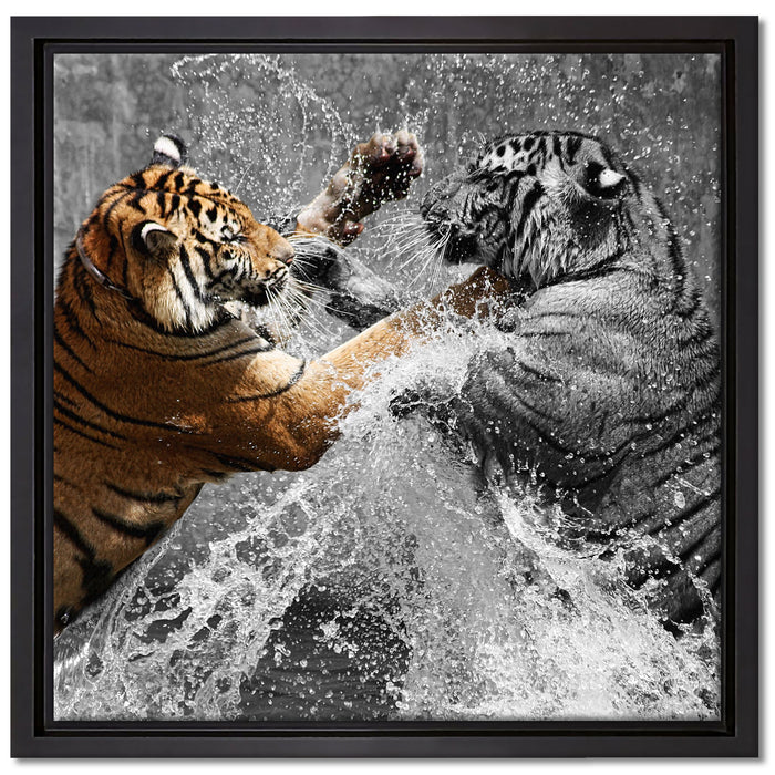 prachtvolle Tiger kämpfen auf Leinwandbild Quadratisch gerahmt Größe 40x40