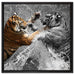 prachtvolle Tiger kämpfen auf Leinwandbild Quadratisch gerahmt Größe 60x60