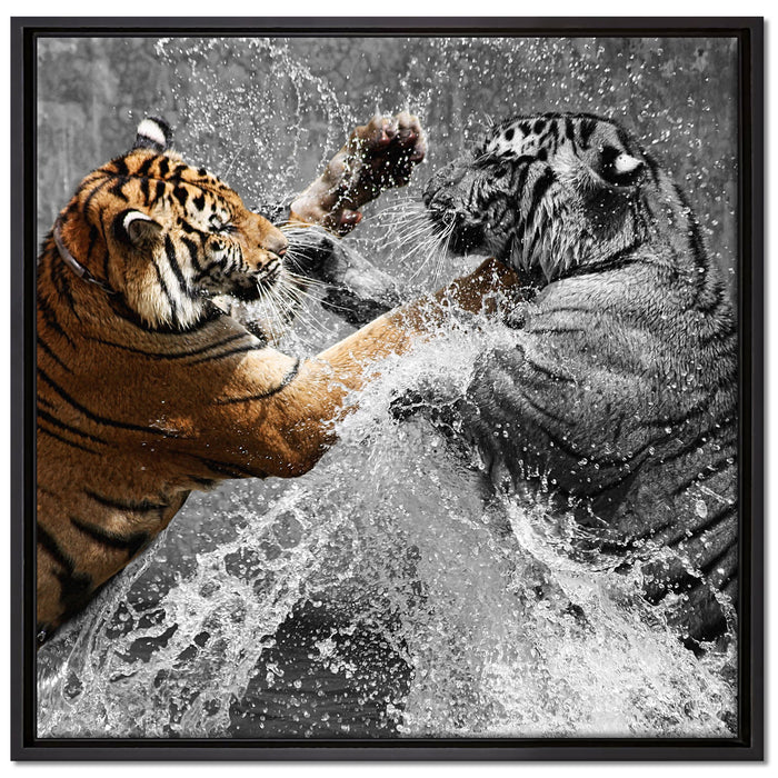 prachtvolle Tiger kämpfen auf Leinwandbild Quadratisch gerahmt Größe 70x70