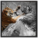 prachtvolle Tiger kämpfen auf Leinwandbild Quadratisch gerahmt Größe 70x70