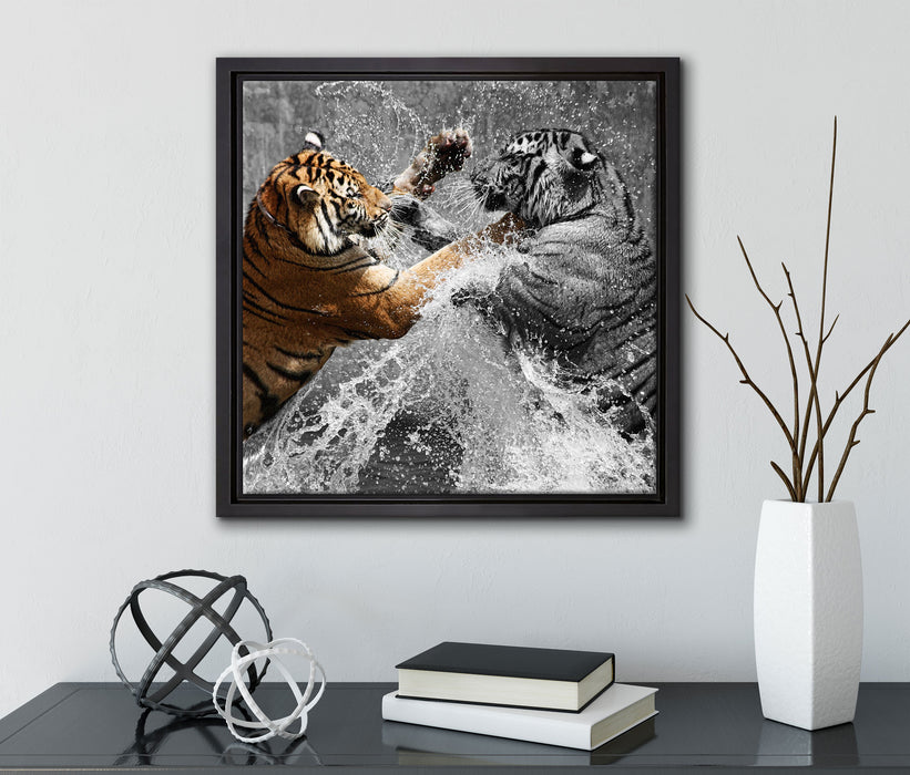 prachtvolle Tiger kämpfen  auf Leinwandbild Quadratisch gerahmt mit Kirschblüten