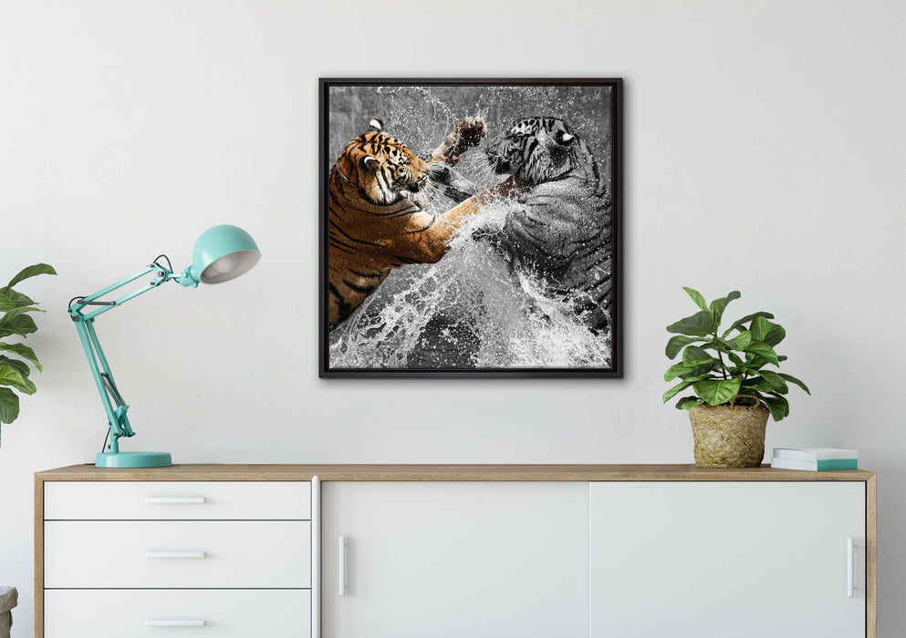 prachtvolle Tiger kämpfen auf Leinwandbild gerahmt Quadratisch verschiedene Größen im Wohnzimmer