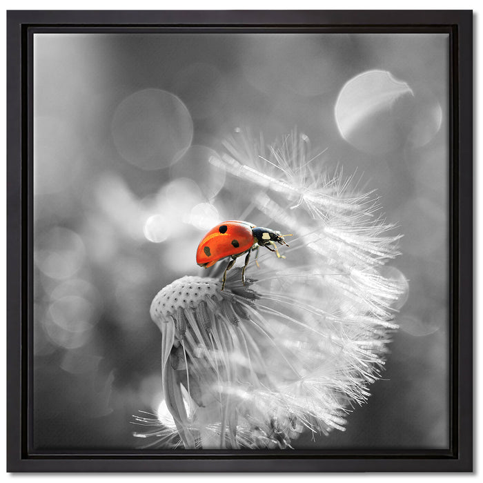 Marienkäfer auf Pusteblume auf Leinwandbild Quadratisch gerahmt Größe 40x40