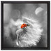 Marienkäfer auf Pusteblume auf Leinwandbild Quadratisch gerahmt Größe 40x40