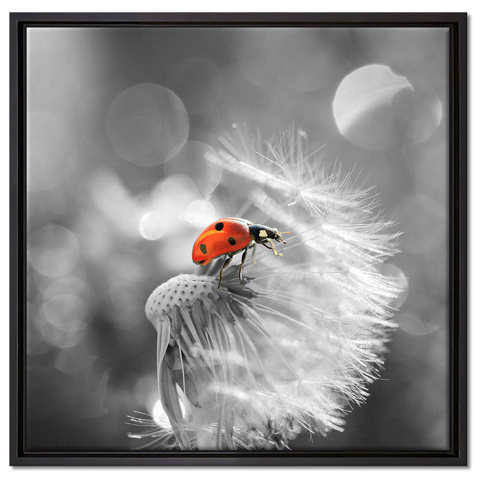 Marienkäfer auf Pusteblume auf Leinwandbild Quadratisch gerahmt Größe 60x60