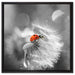Marienkäfer auf Pusteblume auf Leinwandbild Quadratisch gerahmt Größe 60x60