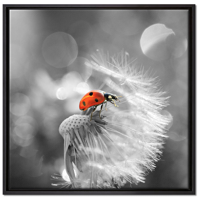 Marienkäfer auf Pusteblume auf Leinwandbild Quadratisch gerahmt Größe 70x70
