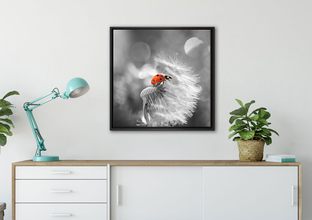 Marienkäfer auf Pusteblume auf Leinwandbild gerahmt Quadratisch verschiedene Größen im Wohnzimmer
