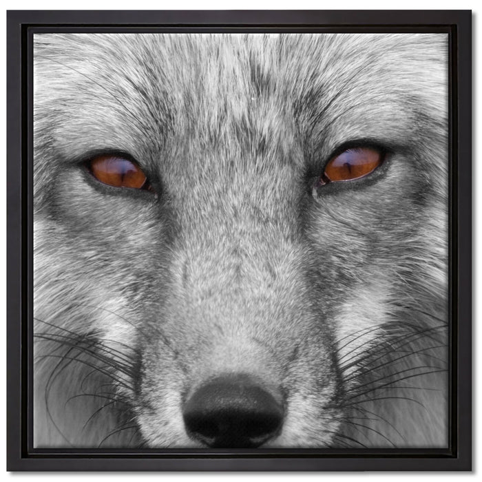wunderschöner Fuchs im Portrait auf Leinwandbild Quadratisch gerahmt Größe 40x40