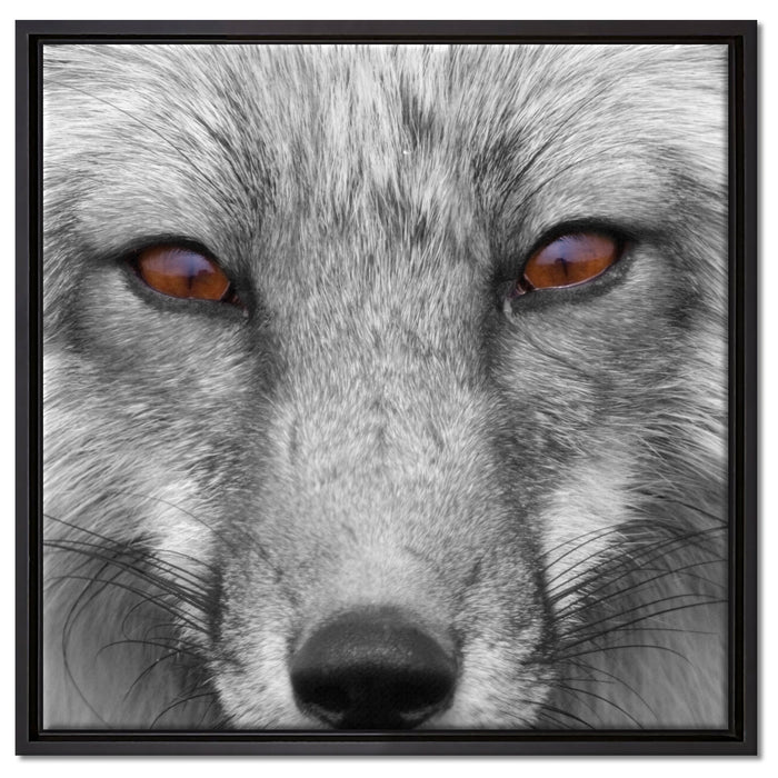 wunderschöner Fuchs im Portrait auf Leinwandbild Quadratisch gerahmt Größe 60x60