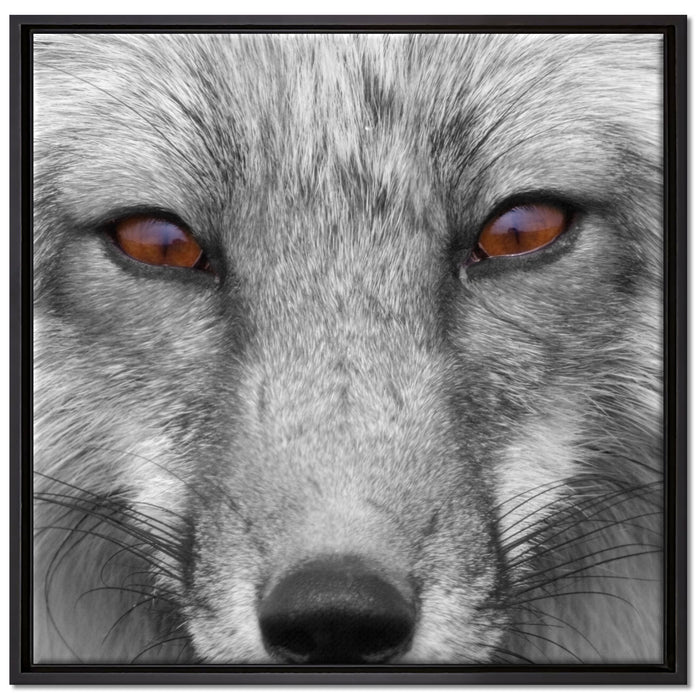 wunderschöner Fuchs im Portrait auf Leinwandbild Quadratisch gerahmt Größe 70x70