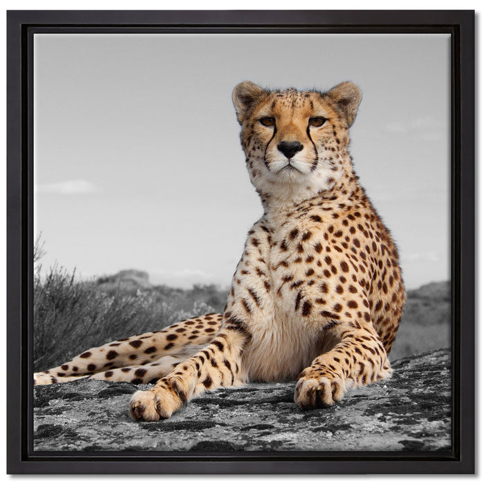 prächtiger Gepard in Savanne auf Leinwandbild Quadratisch gerahmt Größe 40x40