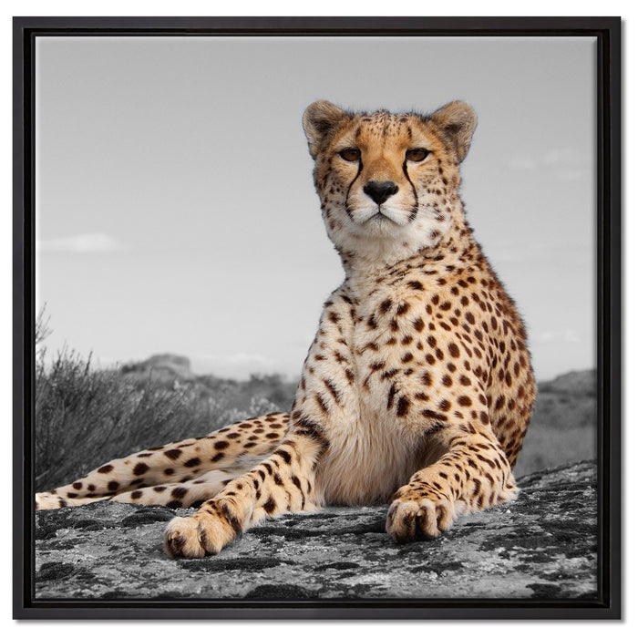 prächtiger Gepard in Savanne auf Leinwandbild Quadratisch gerahmt Größe 60x60