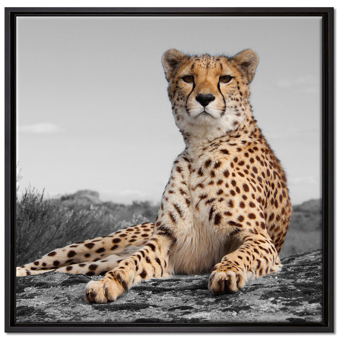 prächtiger Gepard in Savanne auf Leinwandbild Quadratisch gerahmt Größe 70x70