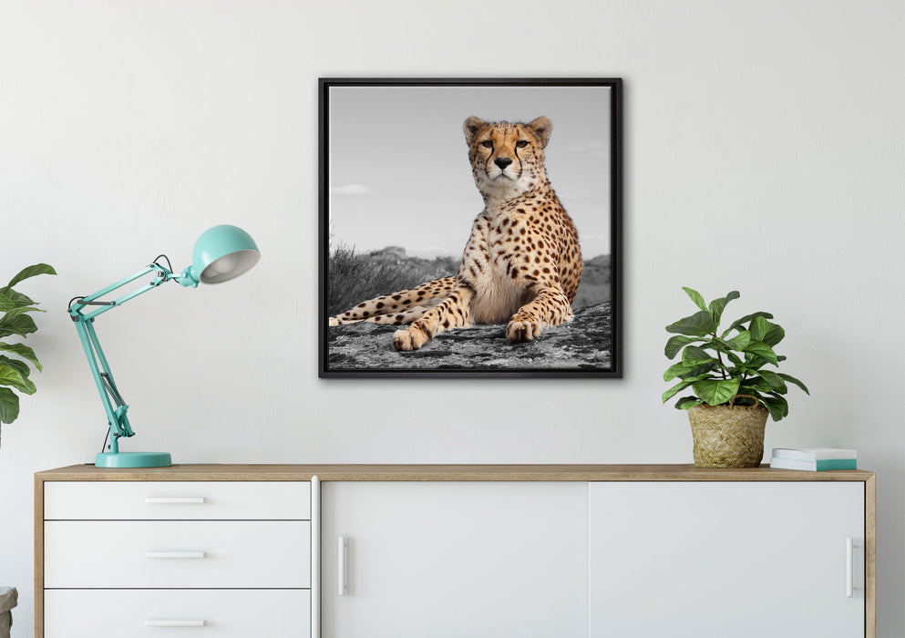 prächtiger Gepard in Savanne auf Leinwandbild gerahmt Quadratisch verschiedene Größen im Wohnzimmer