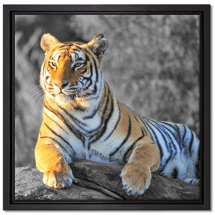 wunderschöner stolzer Tiger auf Leinwandbild Quadratisch gerahmt Größe 40x40