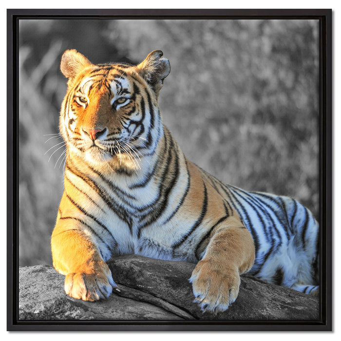 wunderschöner stolzer Tiger auf Leinwandbild Quadratisch gerahmt Größe 60x60