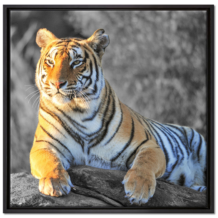 wunderschöner stolzer Tiger auf Leinwandbild Quadratisch gerahmt Größe 70x70