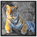 wunderschöner stolzer Tiger auf Leinwandbild Quadratisch gerahmt Größe 70x70