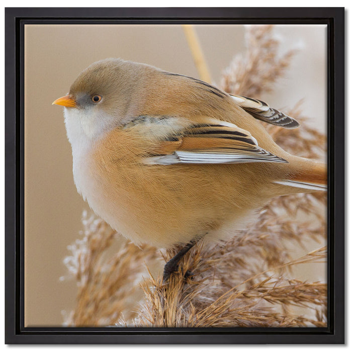 kleiner Vogel auf Weizen auf Leinwandbild Quadratisch gerahmt Größe 40x40