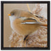 kleiner Vogel auf Weizen auf Leinwandbild Quadratisch gerahmt Größe 40x40