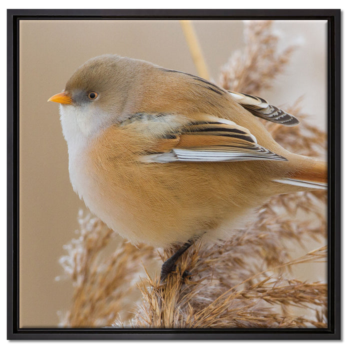 kleiner Vogel auf Weizen auf Leinwandbild Quadratisch gerahmt Größe 60x60