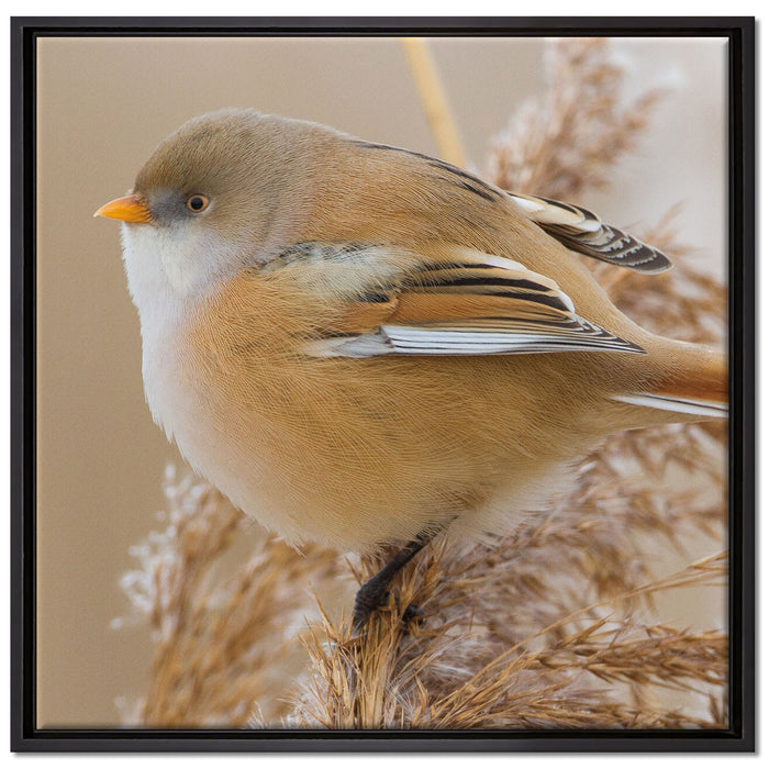 kleiner Vogel auf Weizen auf Leinwandbild Quadratisch gerahmt Größe 70x70