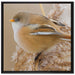 kleiner Vogel auf Weizen auf Leinwandbild Quadratisch gerahmt Größe 70x70